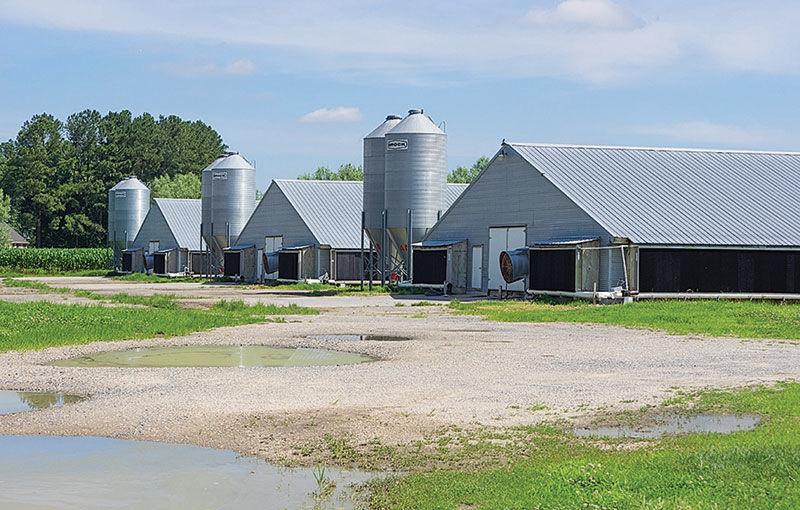 Poultry houses on the Delmarva Peninsula 2